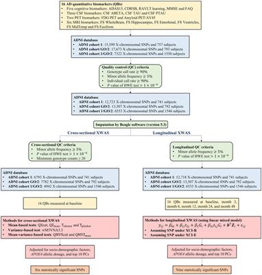 X chromosome-wide association study of quantitative biomarkers from the Alzheimer’s Disease Neuroimaging Initiative study